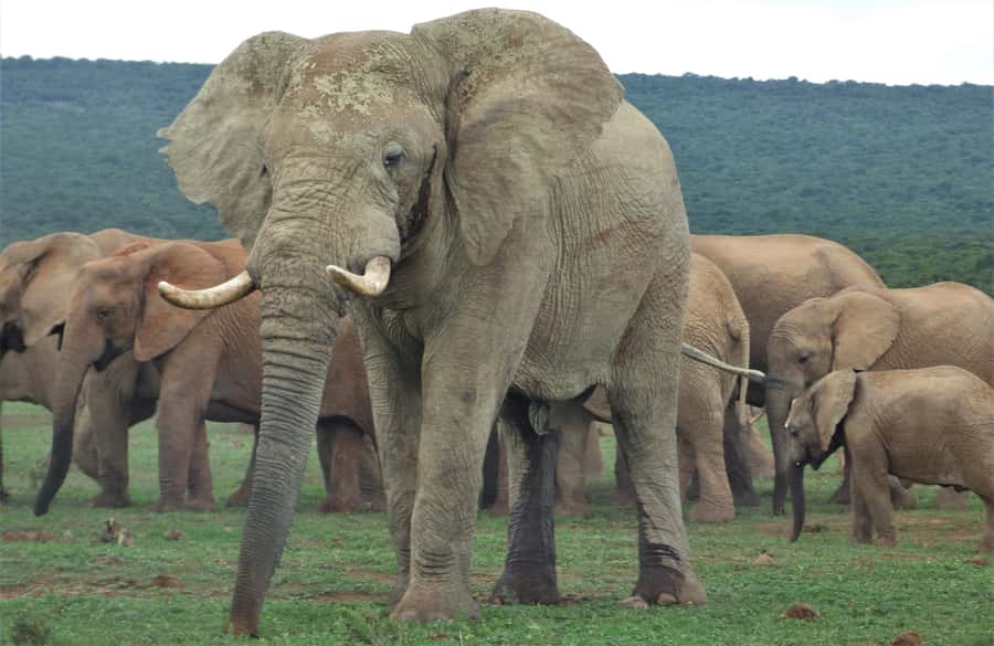 Addo National Park: Full-Day Safari Tour - Searching the northern and southern park areas