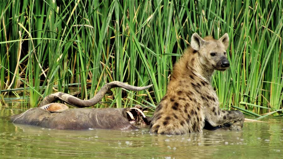Addo National Park: Full-Day Safari Tour - The Colchester section and Sundays River Mouth