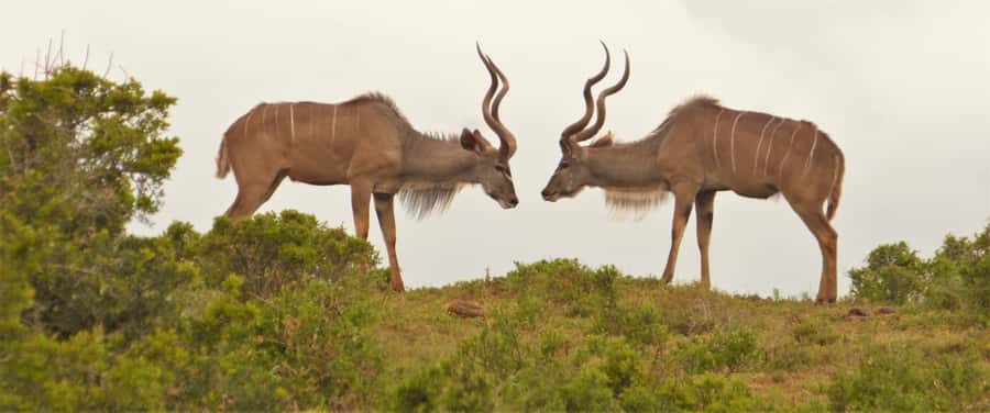 Addo National Park: Full-Day Safari Tour - Price, extra fees, and what you receive