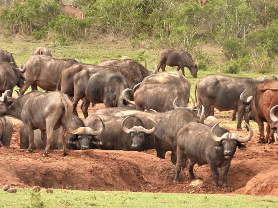 Addo National Park: Full-Day Safari Tour - Weather, clothing, and useful preparation