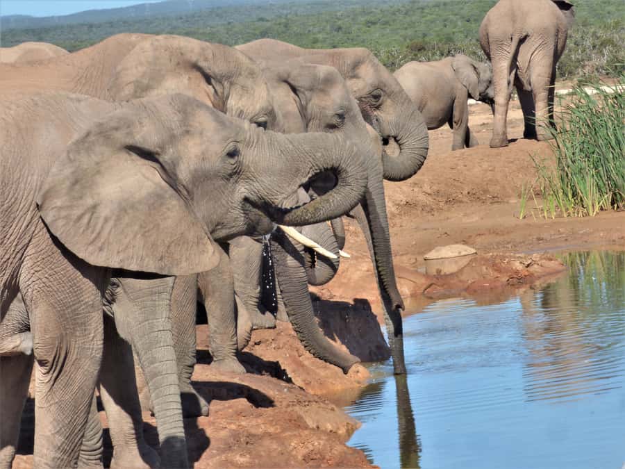 Addo National Park: Full-Day Safari Tour - Riding in the closed Toyota Land Cruiser