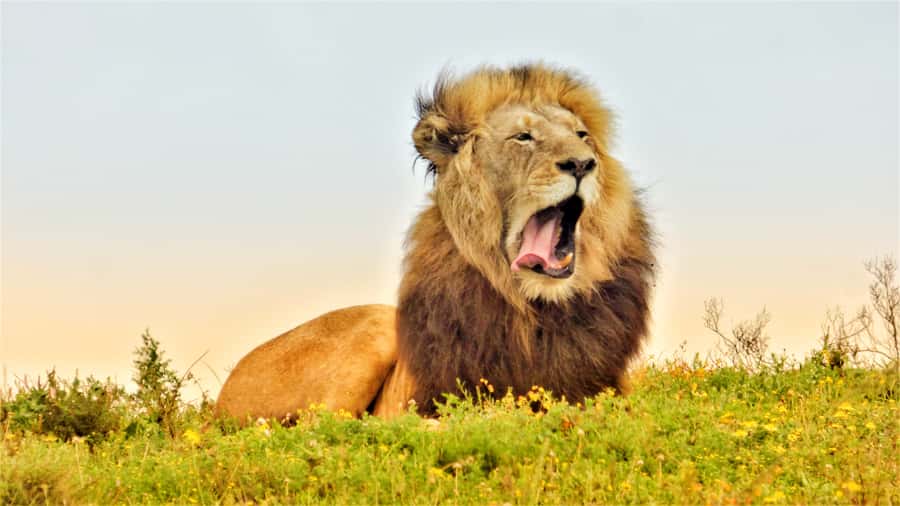 Addo National Park: Guided Half-Day Safari - Four hours in Addo’s northern game-viewing area