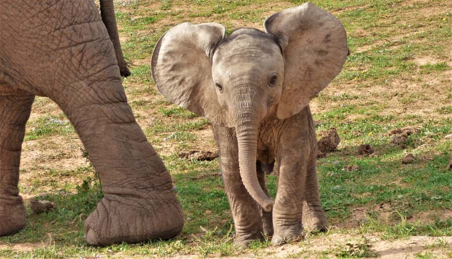 Addo National Park: Guided Half-Day Safari - The opening stretch: finding your bearings in Main Camp