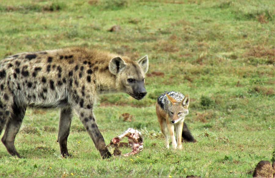 Addo National Park: Guided Half-Day Safari - Snacks, drinks, and the rhythm of the drive