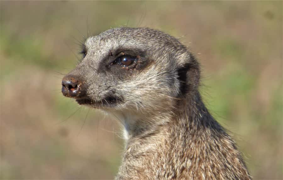Addo National Park: Guided Half-Day Safari - The real cost: $81 plus R492