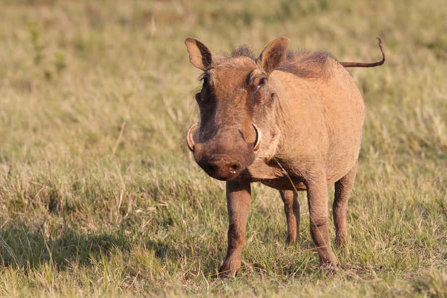 Addo National Park: Guided Half-Day Safari - Small groups and family limits