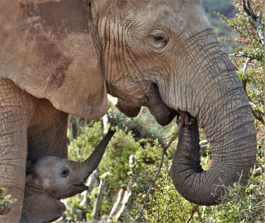 Addo National Park: Guided Half-Day Safari - What the safari vehicle is like