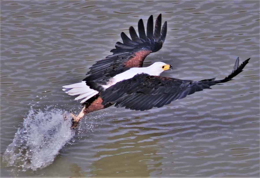 Addo River Safari - Guided Tour via Canoe - Key points to know before you book