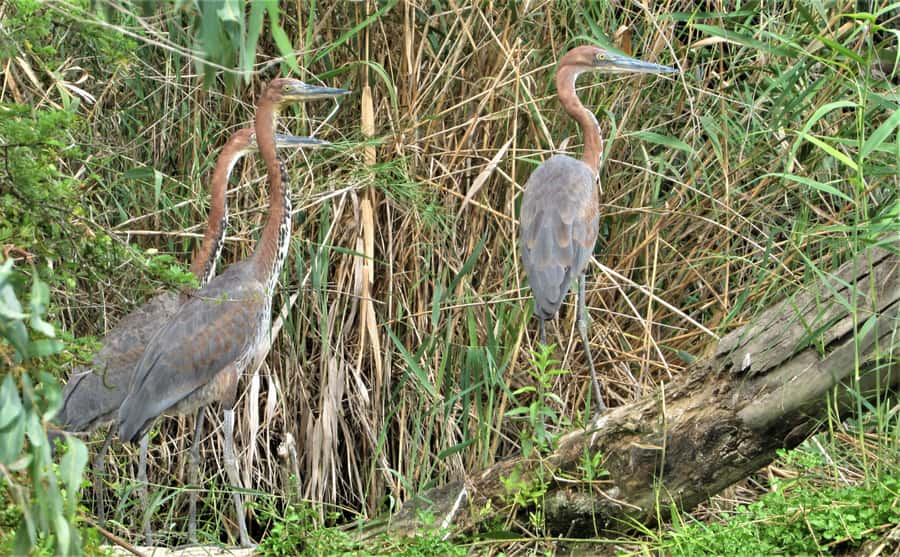 Addo River Safari - Guided Tour via Canoe - Wildlife beyond the waterbirds