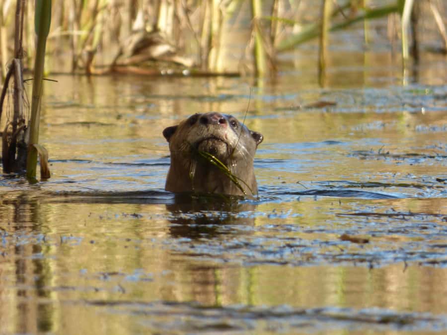 Addo River Safari - Guided Tour via Canoe - Photography from a stable canoe