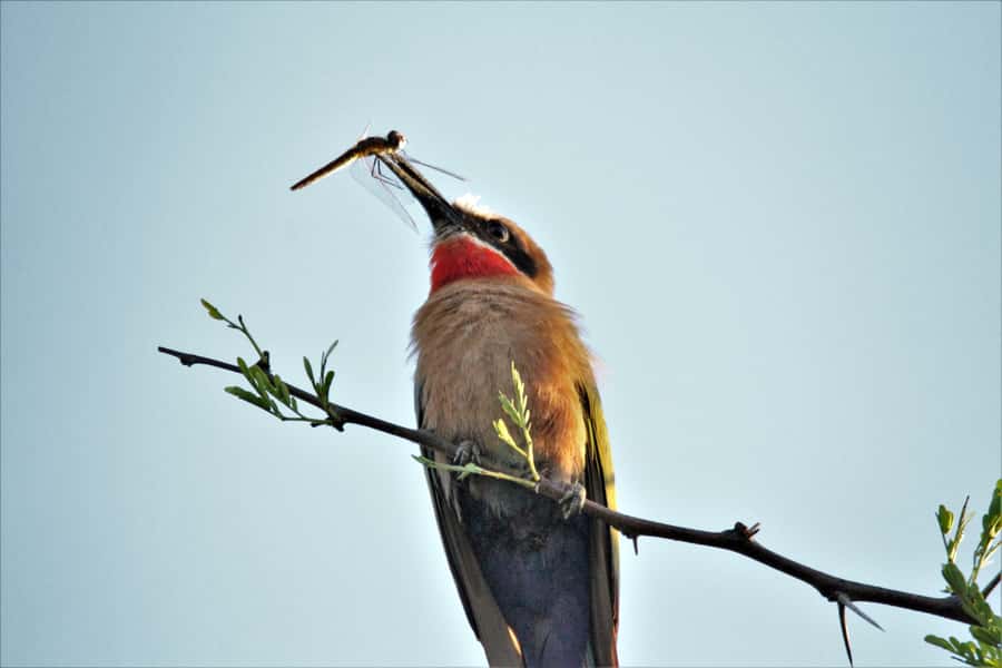 Addo River Safari - Guided Tour via Canoe - Who will enjoy this river safari?