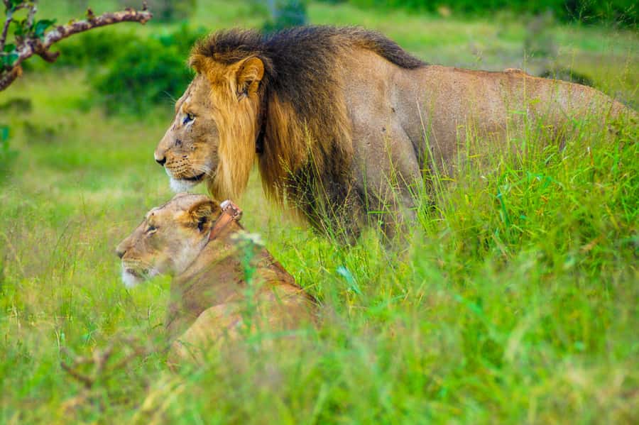 Addo Safari Full Day Tour - Searching for Addo’s famous elephants