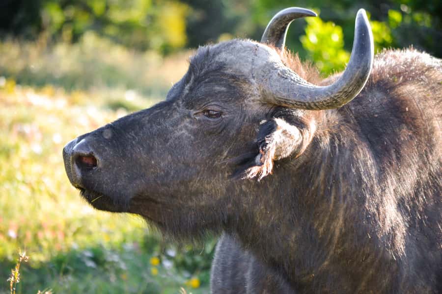Addo Safari Full Day Tour - What your guide adds to the day