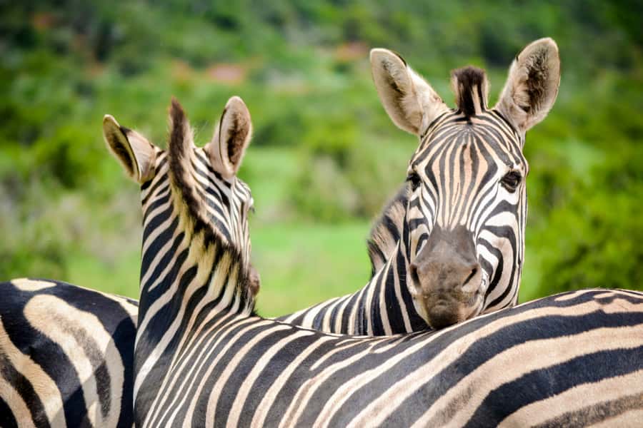 Addo Safari Full Day Tour - The value of the $236 price