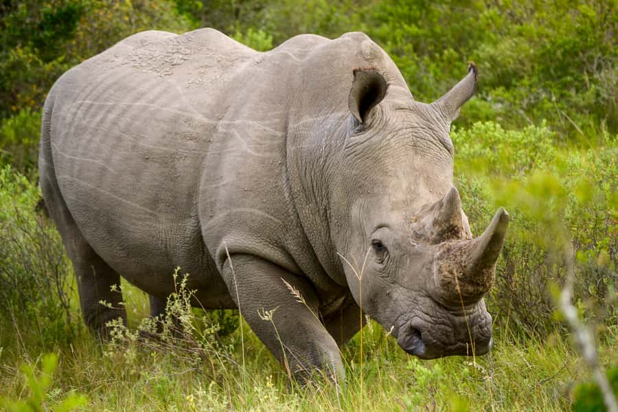 Addo Safari Full Day Tour - A realistic look at the wildlife