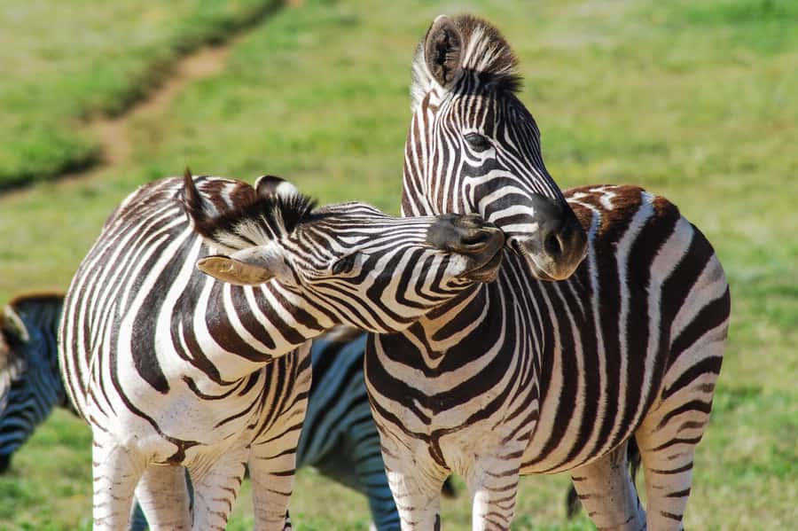 Addo Safari Full Day Tour - Who should book this Addo safari