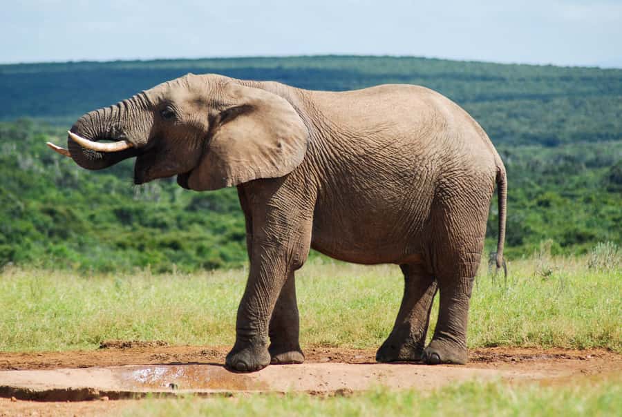 Addo Safari Full Day Tour - Riding through the park in a closed vehicle