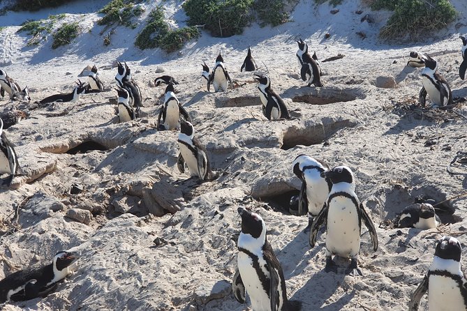 African Penguins (Boulders Beach) Half Day tour from Cape Town - Muizenberg Beach is a quick look at Cape Town’s surf side