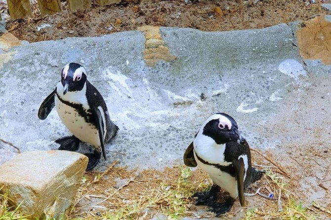African Penguins (Boulders Beach) Half Day tour from Cape Town - Small groups make the morning more personal