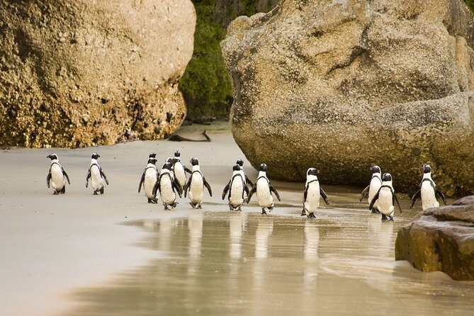 African Penguins (Boulders Beach) Half Day tour from Cape Town - Guides can make the difference