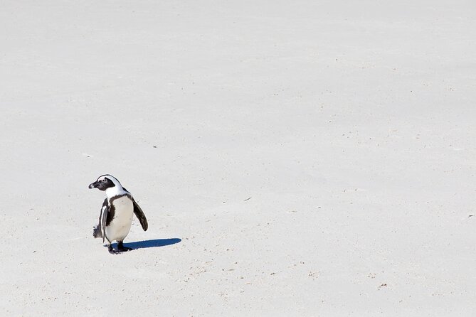 African Penguins (Boulders Beach) Half Day tour from Cape Town - Chapman’s Peak turns the drive into part of the tour