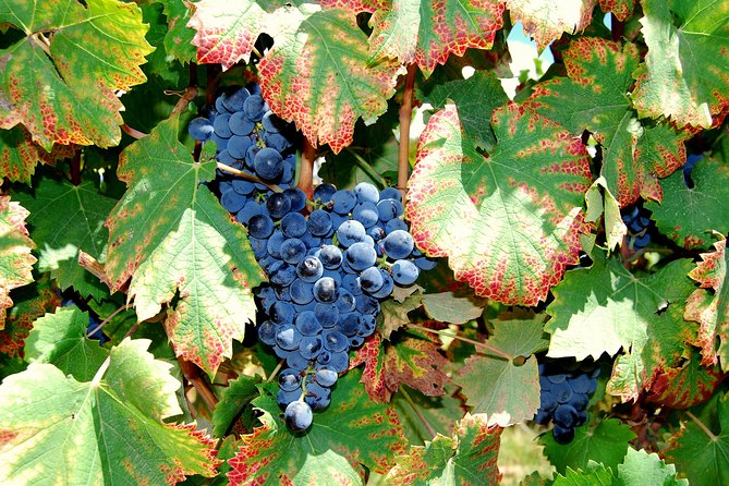 African Story Wine Tours in the Cape Winelands - The scenery is part of the reason to go
