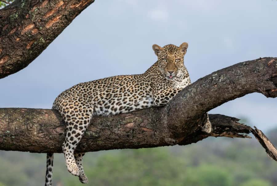 All Inclusive 3 Day Kruger Safari from Nelspruit - Who Will Get the Most From This Safari