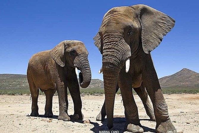 Aquila Day Safari - with transport - Returning to Cape Town by about 6:00 pm