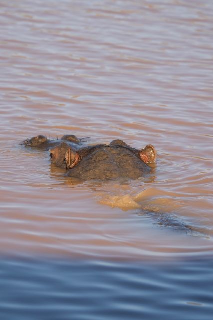 Aquila Game Reserve: Afternoon Safari - Why Aquila Works as a Short Cape Town Safari