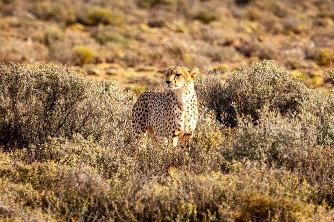 Aquila Game Reserve Big 5 Safari with Wine Tasting and Lunch - Key points to know before you book