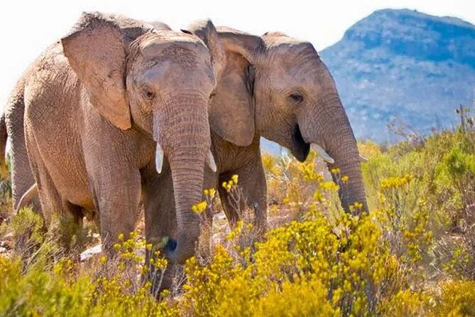 Aquila Game Reserve Big 5 Safari with Wine Tasting and Lunch - A Cape Town safari without the long flight