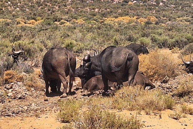 Aquila Game Reserve Big 5 Safari with Wine Tasting and Lunch - Lunch, facilities, and the pace of the day