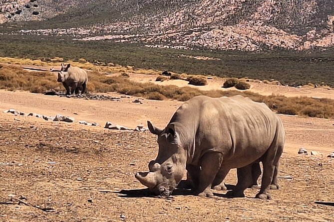 Aquila Game Reserve Big 5 Safari with Wine Tasting and Lunch - Fairview wine and cheese in Paarl