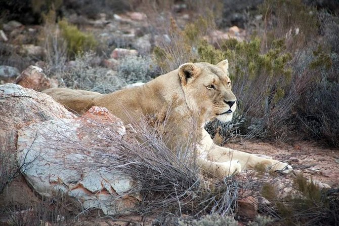 Aquila Game Reserve Cape Town Safari - A Cape Town safari without a long flight