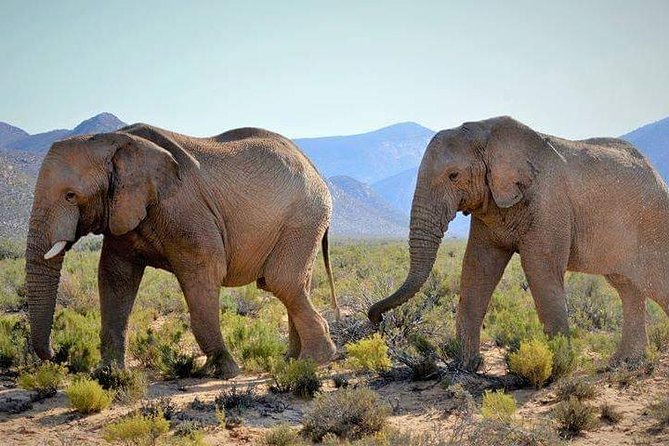 Aquila Game Reserve Cape Town Safari - What the reserve feels like