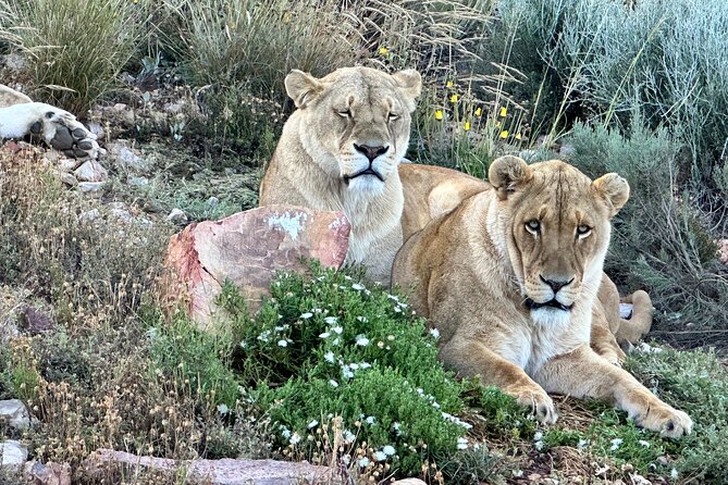 Aquila Game Reserve Safari with Park Fees, Transport & Lunch - Morning pickup and the road east
