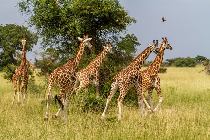 Aquila Game Reserve Safari with Park Fees, Transport & Lunch - Group size, comfort, and timing
