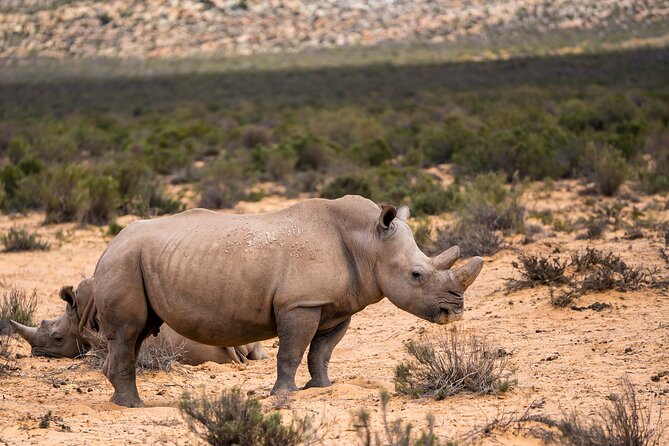 Aquila Game Reserve Safari with Park Fees, Transport & Lunch - What the $238 price includes