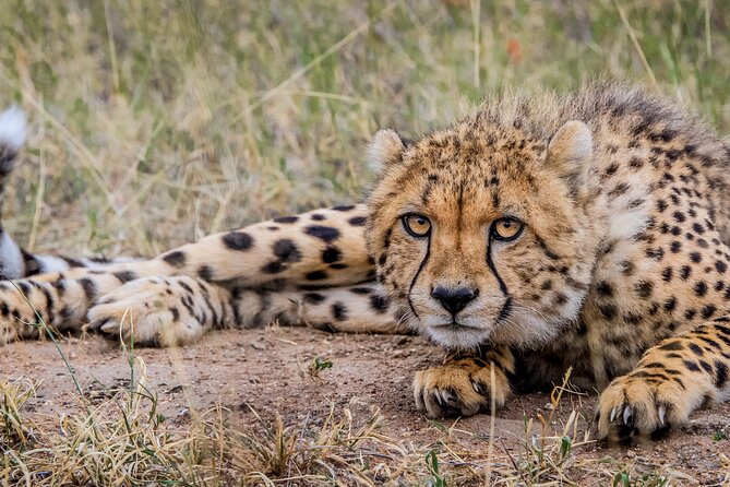 Aquila Game Reserve Safari with Park Fees, Transport & Lunch - Who should choose this day trip