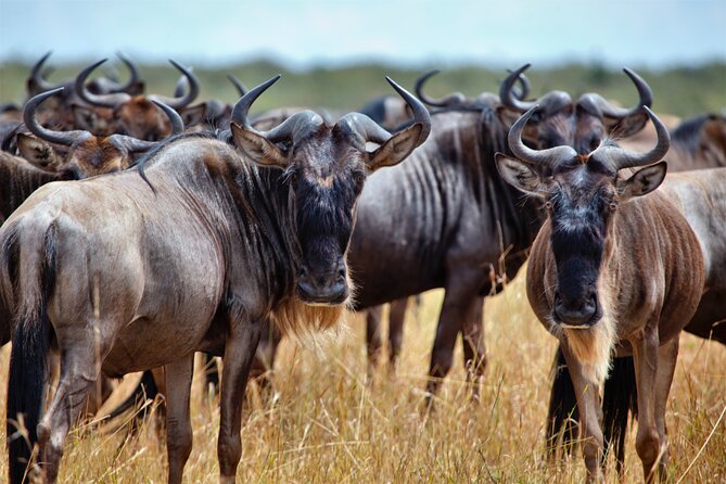 Aquila Game Reserve Safari with Park Fees, Transport & Lunch - Arriving at Aquila Game Reserve