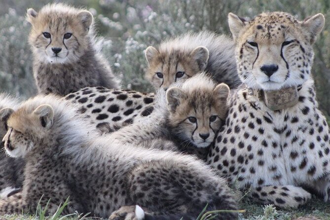 Aquila Game Reserve Safari with wine tasting, Transport & Lunch - Welcome drink, buffet lunch, and a pause before the drive