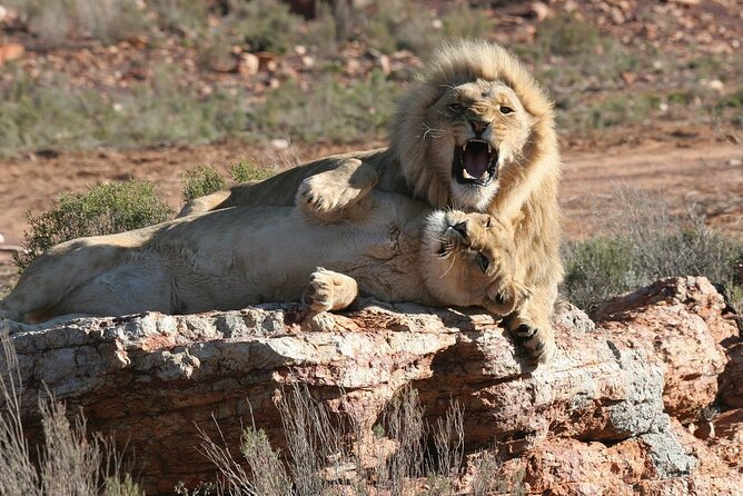 Aquila Game Reserve Safari with wine tasting, Transport & Lunch - The Aquila 4x4 game drive
