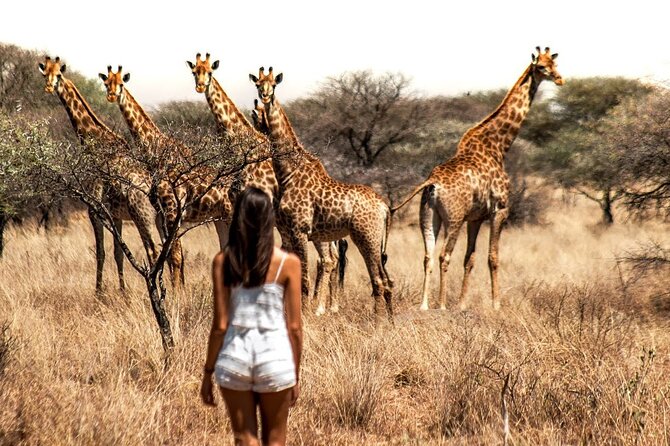 Aquila Game Reserve Safari with wine tasting, Transport & Lunch - What the private format changes