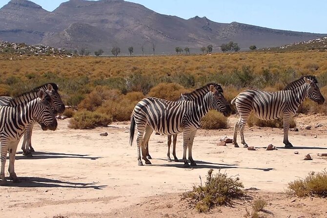 Aquila Game Reserve Safari with wine tasting, Transport & Lunch - Who will get the most from this day