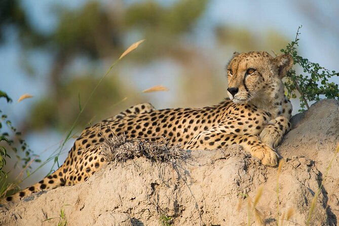 Aquila Game Reserve Safari with wine tasting, Transport & Lunch - Practical planning for the day