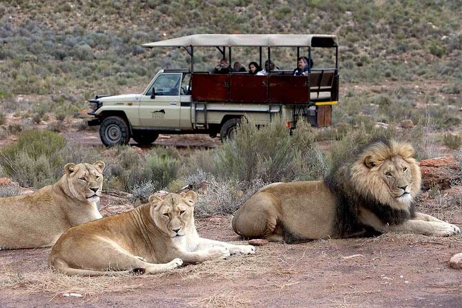 Aquila Game Reserve Safari with wine tasting, Transport & Lunch - Should you book the Aquila wine and safari day?