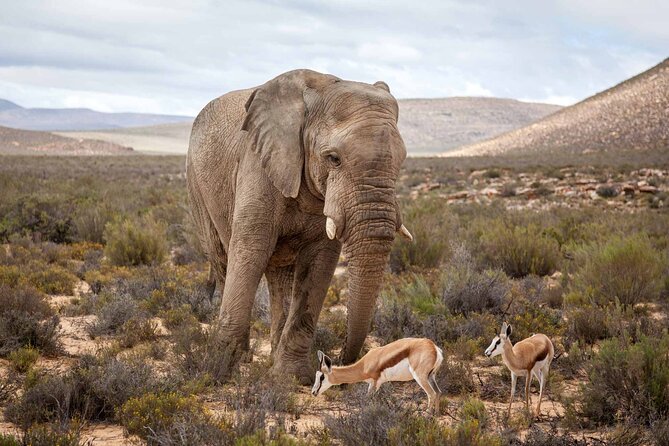 Aquila Game Reserve Safari with wine tasting, Transport & Lunch - A buffet lunch before the 4x4 drive