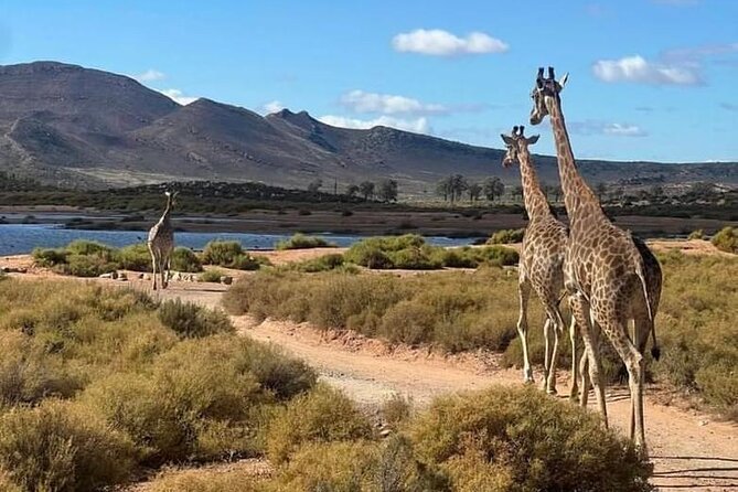 Aquila Game Reserve Sunset Safari - What the five-hour schedule means for you