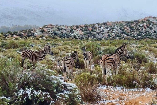Aquila Game Reserve Sunset Safari - Who will enjoy this outing most
