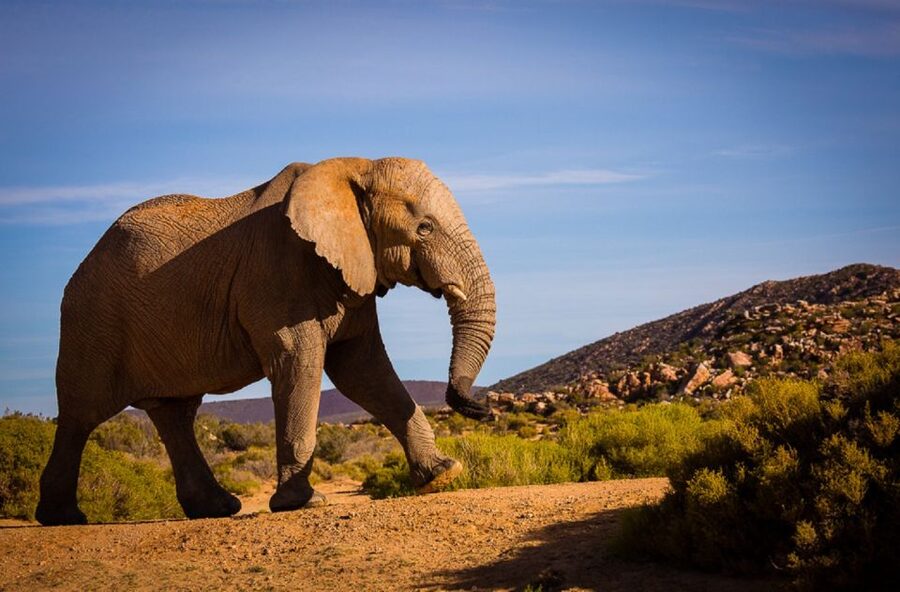 Aquila Private Game Reserve: Sunset Safari with Entry Fee - Big Five sightings and what you may see